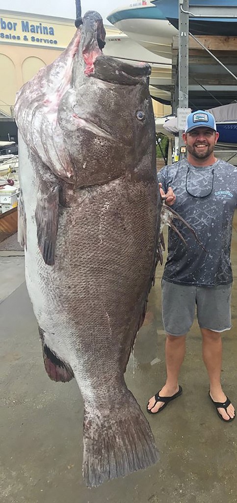 This undated handout photo obtained January 13, 2020 courtesy of the Florida Fish and Wildlife Conservation Commission shows a 350-pound Warsaw grouper caught in waters off Florida thought to be 50-years-old. - Jason Boyll of Sarasota, Florida caught the 350-pound grouper on December 29, 2019 in about 600 feet of water using just a hook and line, according to the Florida Fish and Wildlife Conservation Commission�s Wildlife Research Institute. (Photo by Handout / Florida Fish & Wildlife Conservation Commission / AFP) / RESTRICTED TO EDITORIAL USE - MANDATORY CREDIT 